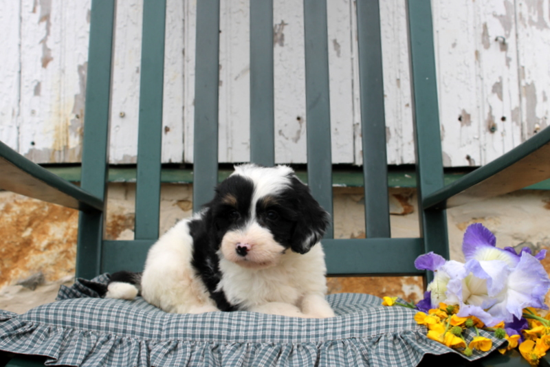 puppy, for, sale, Mini Bernedoodle F2, Matthew B. Stoltzfus, dog, breeder, Gap, PA, dog-breeder, puppy-for-sale, forsale, nearby, find, puppyfind, locator, puppylocator, aca